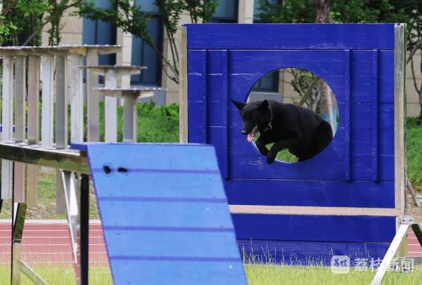 富明配资 南京“警营汪汪队”搬新家啦：从这里出发！